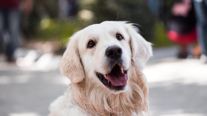 前代未聞の動物愛護管理法の改悪 21年施行になれば 小動物業界はどんなダメージを受けるのか サクセッション